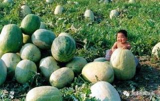 山东美院吃瓜视频,揭秘校园生活趣味瞬间