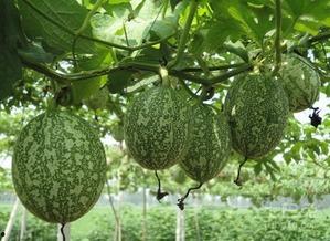 白吊瓜怎么吃最好吃视频,视频教你如何吃出最佳口感