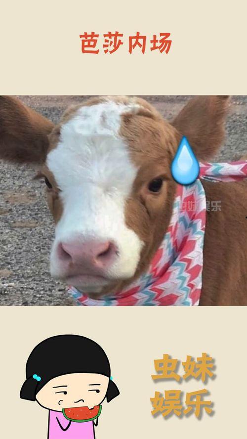 抖音吃瓜搞笑的视频,笑料百出，瓜田里的欢乐时光