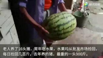 你怎么看吃瓜视频啊,娱乐与现实的交织