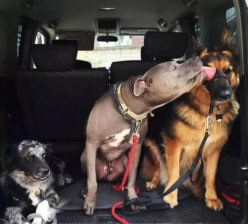 网红狗子跟闺蜜吃瓜视频,趣味视频引网友热议