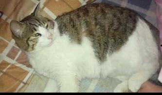 吃瓜群众看热闹猫咪视频,猫咪视频里的欢乐时光