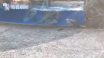 海豚吃瓜视频,萌态十足引网友爆笑