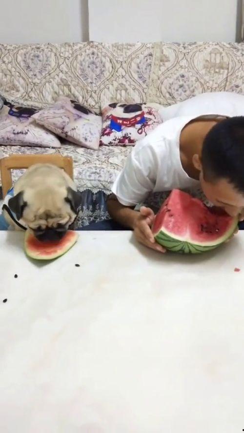 吃小瓜搞笑视频大全爆笑,爆笑瞬间让你捧腹大笑