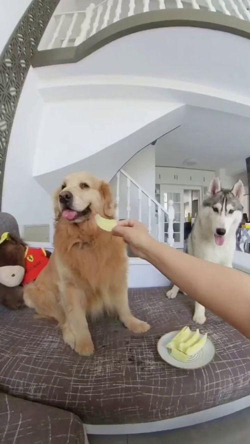 狗都吃生瓜的视频播放