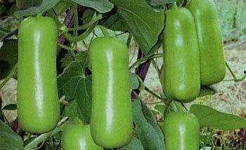 陕西人吃蒲瓜视频大全图片,蒲瓜美食图鉴，一网打尽家乡美味