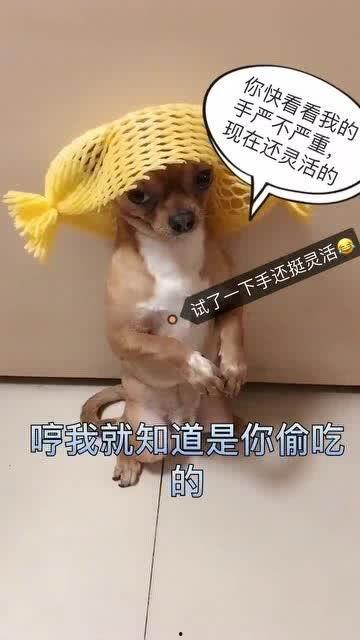 哈密瓜小狗子可以吃吗视频,宠物营养专家揭秘