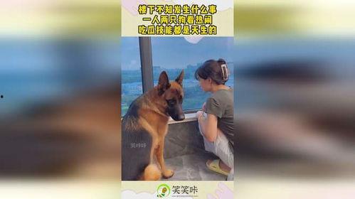 狗狗吃瓜看热闹原视频,萌态十足引网友热议