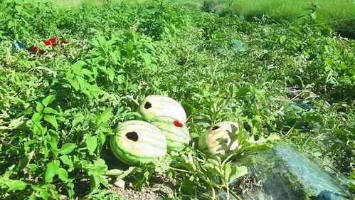 吃瓜喜鹊视频在线观看,带你领略趣味瞬间