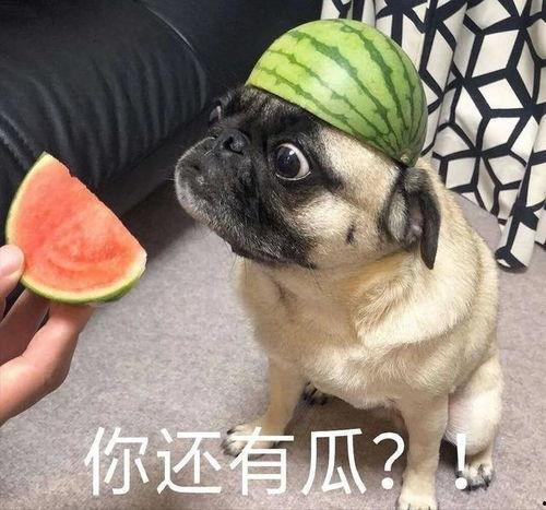 吃瓜记事件视频,揭秘网络事件背后的真相与争议