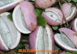 弟妹吃八月瓜视频,弟妹品尝瞬间，甜蜜滋味尽收眼底