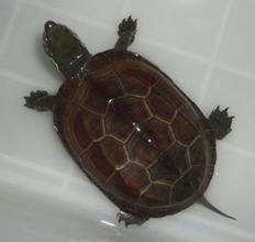 草龟如何吃哈密瓜视频大全,轻松学会健康喂食方法