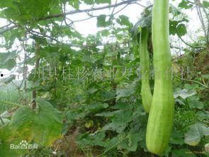 砍瓜怎么烙着吃呢视频