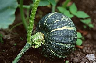 现实吃瓜现状视频下载,视频下载背后的现象解析