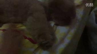 吃烂瓜的小视频,吃烂瓜背后的惊人真相