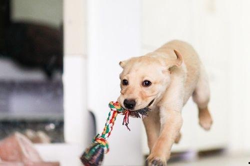 狗可以吃疙瘩瓜吗视频,揭秘疙瘩瓜是否适合狗狗食用