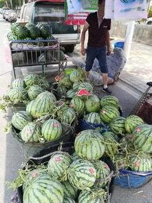 沾化吃瓜事件视频最新,一场引发热议的网络风波