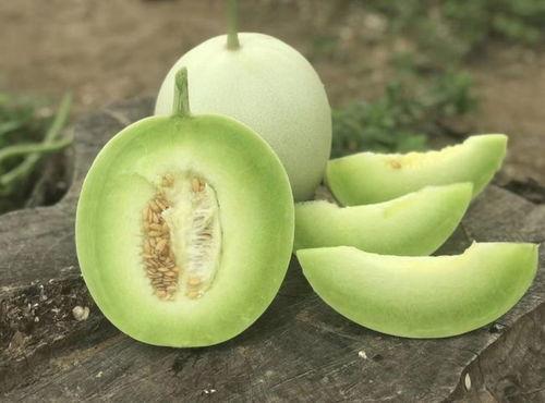 吃蘑菇可以吃大瓜吗视频,探索异食界的奇妙组合